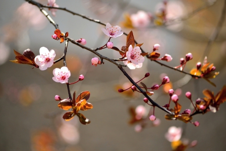 Spring - nature, spring flowers, flowers, spring