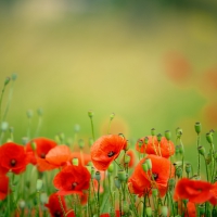 Poppies