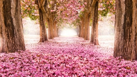 a carpet of pink flowers in a forest - flowers, trees, carpet, pink