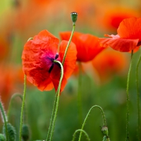 Poppies