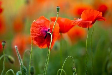 Poppies - nature, splendor, flowers, poppies, poppy