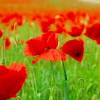 Poppies