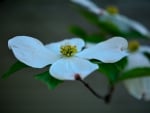 White Lilly Beauty