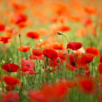 Poppies