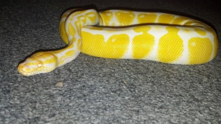 Albino Ball Python - ball, python, bp, ball python, reptile, albino, snake