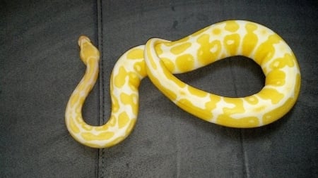 juvi albino bp - python, reptile, ball python, snake, ball, bp