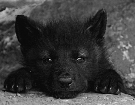 black wolf cub - looks, in, too, towards