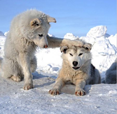 wolves - up, cubs, white, paw