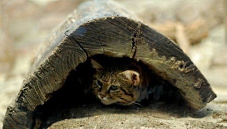 Blackfooted cat - hiding, from, bright, sunlight