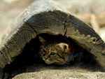 Blackfooted cat