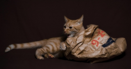 Cat - paws, face, pretty, cute, animals, beautiful, cat, sleeping, kitty, cats, kitten, hat, lovely, cat face