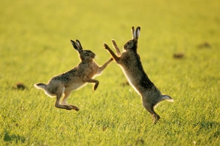 playing hares - jumping, in, field, together