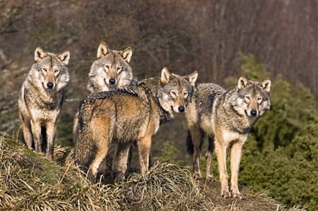 pack of wolves - standing, around, turned, look