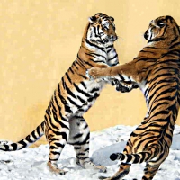 2 Siberian tigers