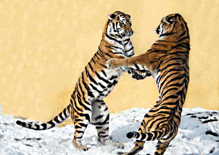 2 Siberian tigers - snow, play, the, In