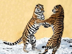 2 Siberian tigers