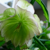 Helleburus