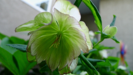 Helleburus - flower, blossom, green, garden