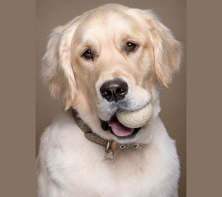 The wonderful Retriever - ball, retriever, dog, pet