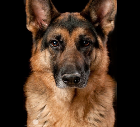 Versatile Shepard - brown, black, shepard, dog