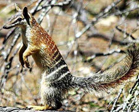 Numbat - striped, australian, pouchless, marsupial