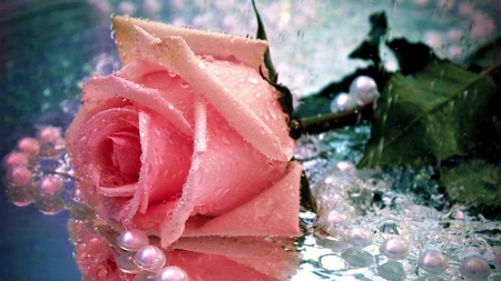 Pink Rose ✿⊱ - Rose, Pink, Pearls, Dew