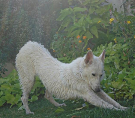 stretching dog - shepherd, garden, white, german