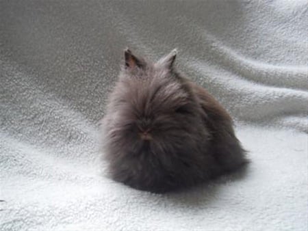 dwarf bunny - chocolate, fluffy, fur, brown