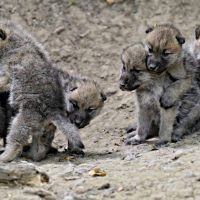 Little wolves