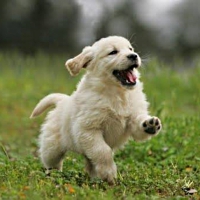 golden retriever pup