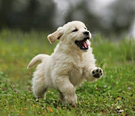 golden retriever pup - grass, running, through, outside