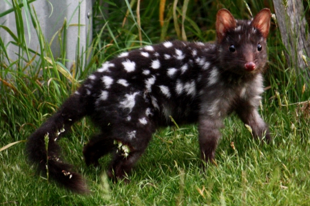 Eastern Quoll