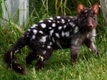 Eastern Quoll