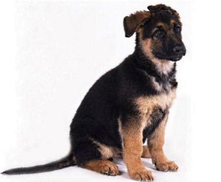 sitting shepherd pup - reddish, black, white, background