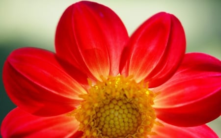 Red Daisy - nice, pistils, photography, colorful, image, amazing, view, macro, yellow, cool, multicolor, petals, green, 1920x1200, wallpaper, nature, picture, close-up, wall, red, beautiful, splendor, colors, awesome, flowers, photo, gray, natural