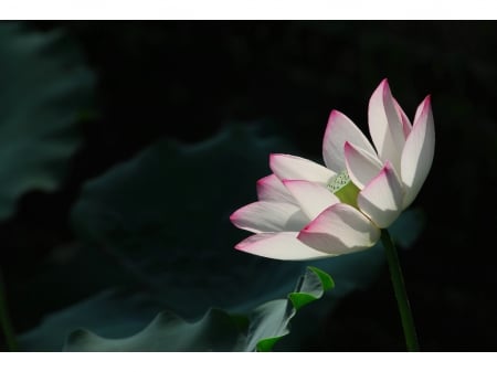 Lotus - white, lotus, flower, delicate, pink, lotus leaves