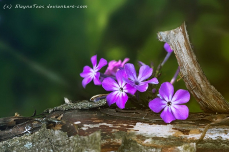 Florets - nature, purple, flowers, soft