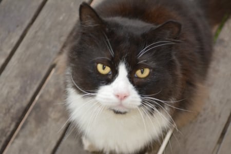 What are you thinking Chubs. RIP sweetheart - furry, beautiful, photography, love, cat, free, adorable, black and white, fur family, free wallpaper, shellandshilo