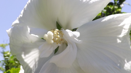 Morning - white, nature, beautiful, morning, flower