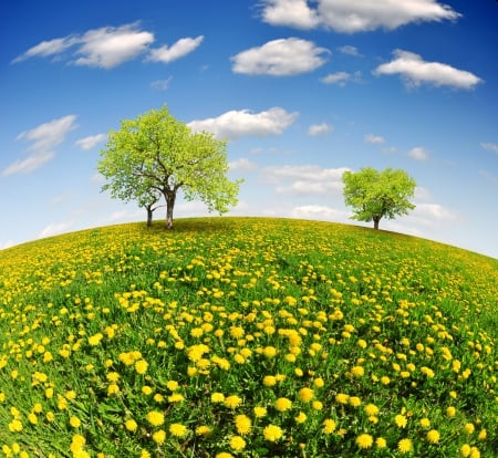 ♥Spring Field♥ - sunshine, spring, meadow, dandelion, field, tree