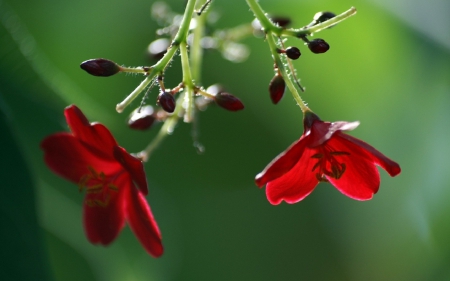 Fresh Red Flowers - buds, cool, red, soft, photography, flowers