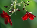 Fresh Red Flowers