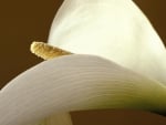 Calla Lily