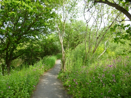 Spring Forest - flowers, forest, trees, spring