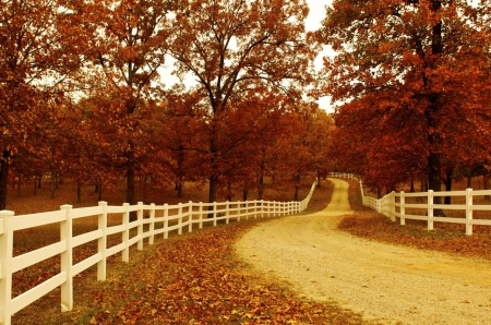 Headed to the Ranch - trees, road, grass, fence, orange, leaves, fall, white, nature, autumn, dirt, bunch, country, sky