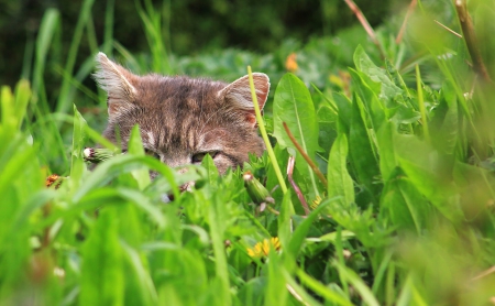 Cat - paws, face, pretty, cute, animals, beautiful, cat, sleeping, kitty, cats, kitten, hat, lovely, cat face