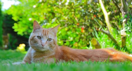 Cat - paws, face, pretty, cute, animals, beautiful, cat, sleeping, kitty, cats, kitten, hat, lovely, cat face