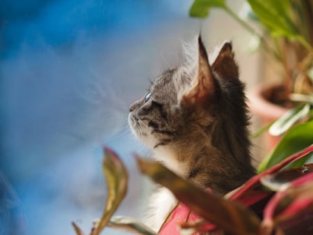 Cat - hat, pretty, cat face, beautiful, lovely, paws, cat, kitten, cute, cats, face, sleeping, animals, kitty