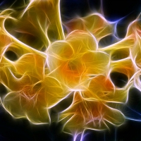 Fractal Flowers