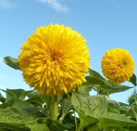 Teddy bear sunflower - sunflower, yellow, summer, teddy, flower